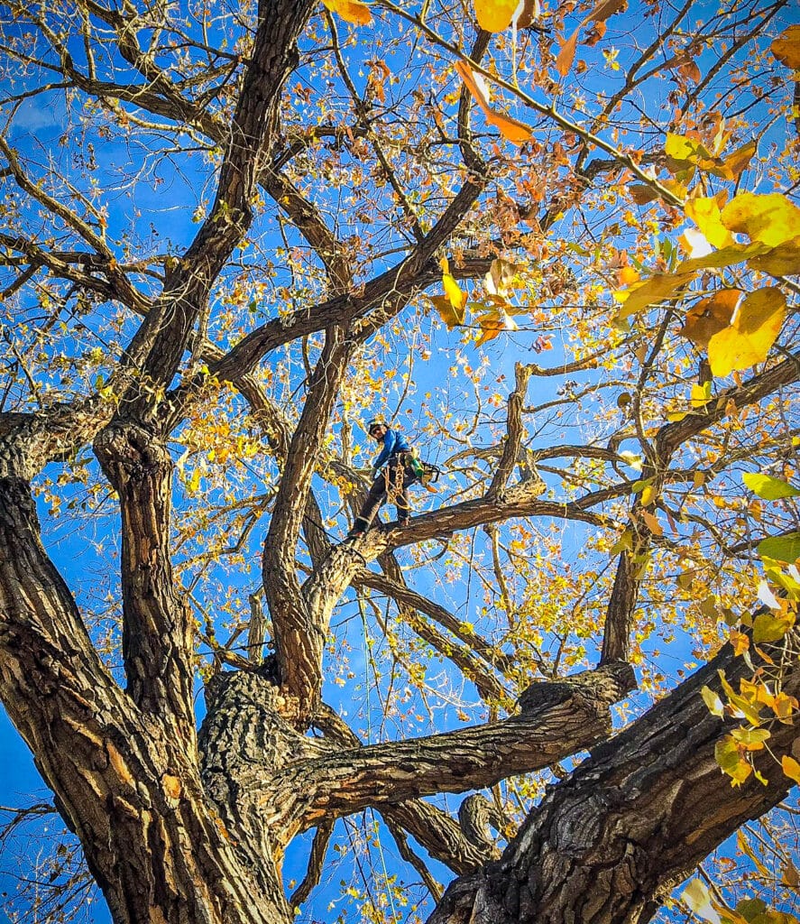 Tree Pruning Services by Patriot Tree Company