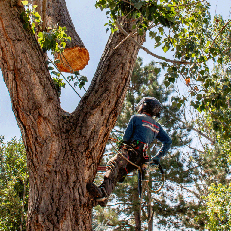 Northern Colorado Tree Care Services