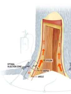 Visual graphic explaining how trunk injections work