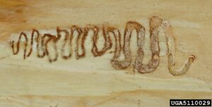 Emerald Ash Borer Treatment