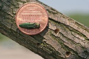Emerald Ash Borer Treatment