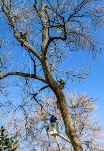One reason to prune trees is to make them safer for the people living under them.