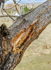 EAB damage in ash tree