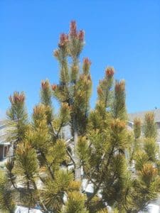 A young Bosnian pine showing early symptoms of winter drought stress.