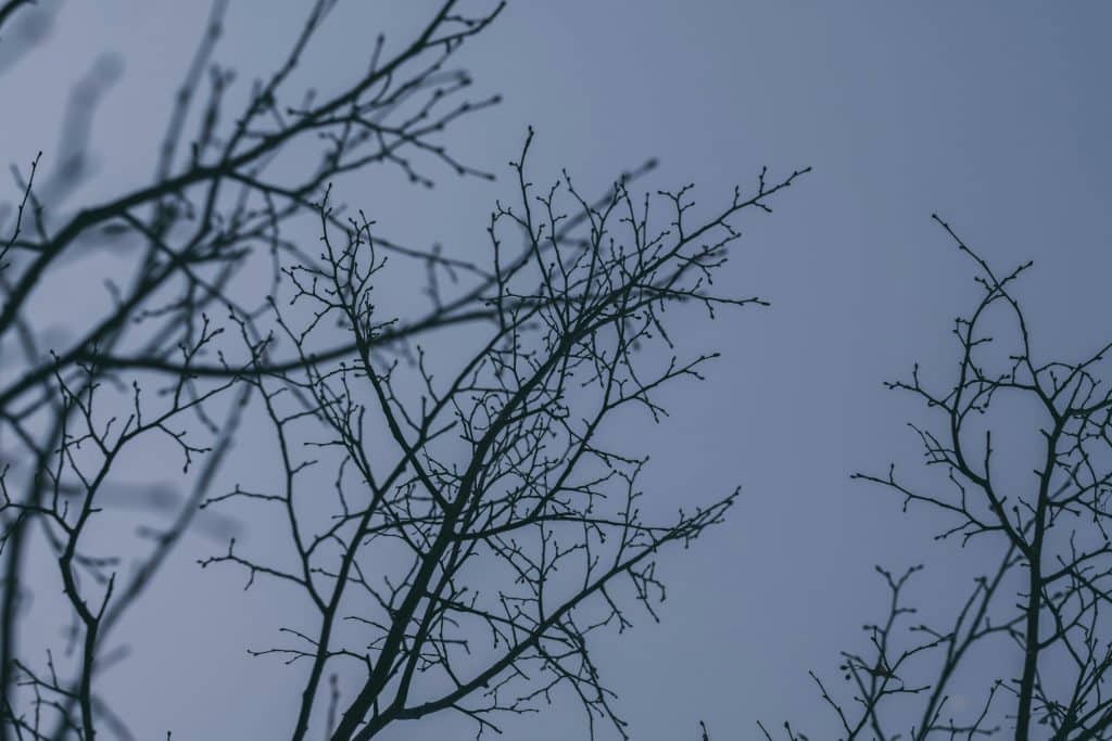 winter watering trees in the colorado front range to protect them from drought